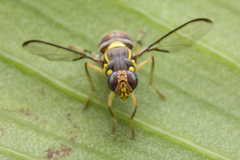 Bactrocera