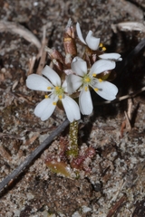 Drosera magna