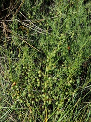 Asparagus maritimus