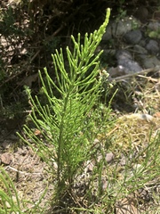 Equisetum arvense
