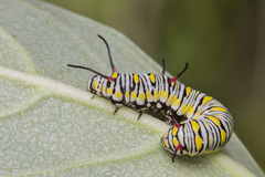 Danaus chrysippus chrysippus