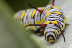 Danaus chrysippus chrysippus