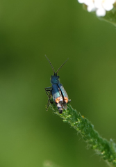 Clanoptilus geniculatus
