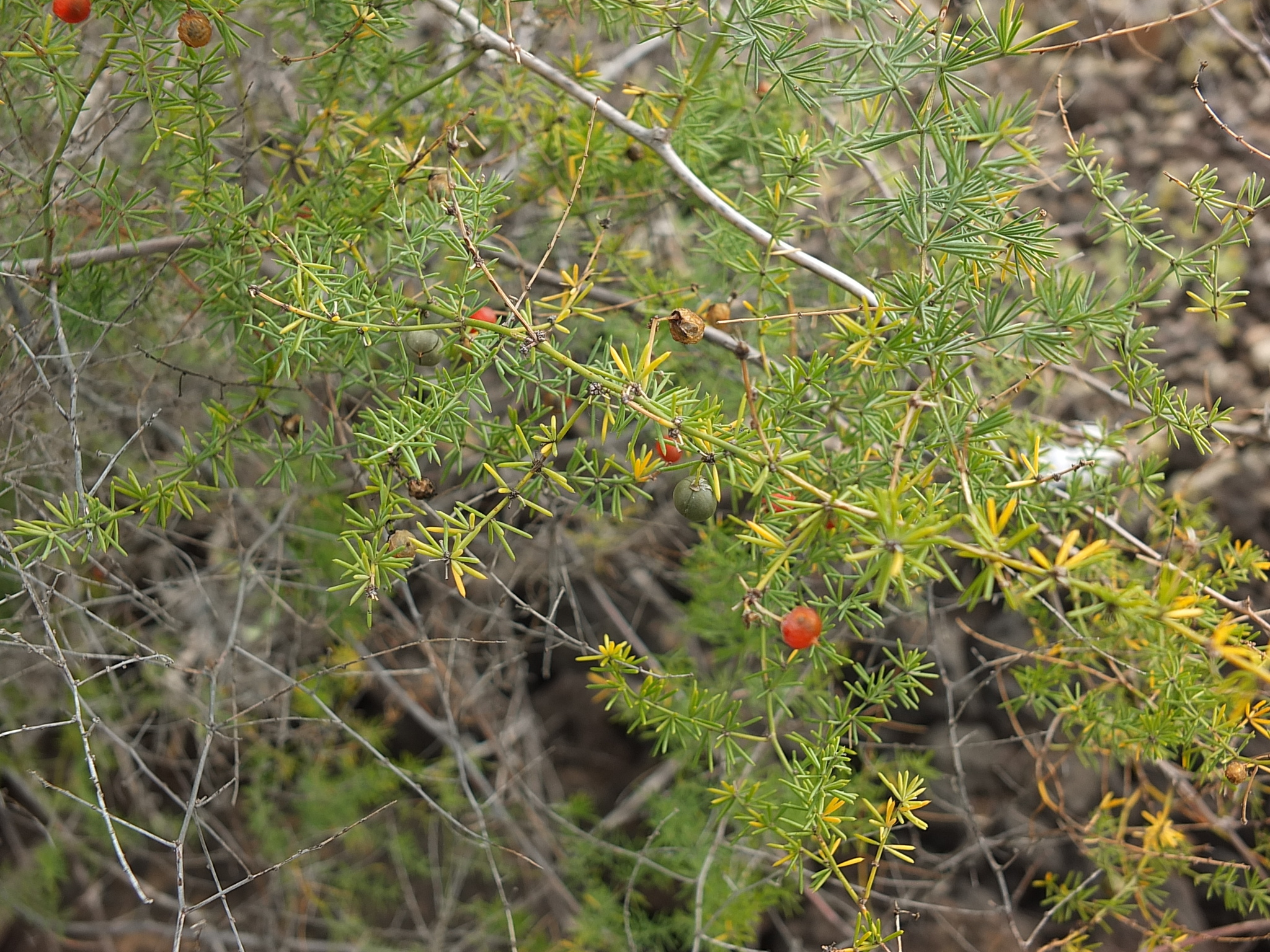 Asparagus nesiotes