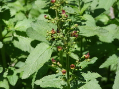 Scrophularia scopolii