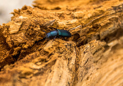 Temnoscheila caerulea