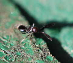 Cryptanusia