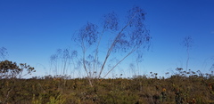 Eucalyptus sepulcralis