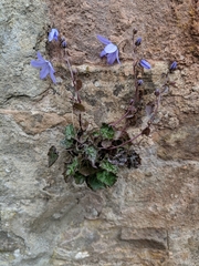 Campanula poscharskyana