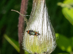 Malachius mixtus