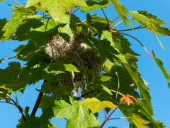 Vireo gilvus