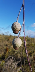 Eucalyptus sepulcralis