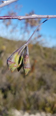 Eucalyptus sepulcralis