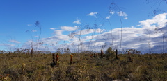 Eucalyptus sepulcralis