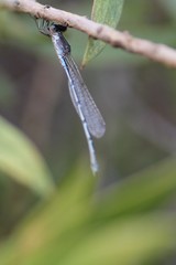 Austrolestes aridus