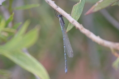 Austrolestes aridus