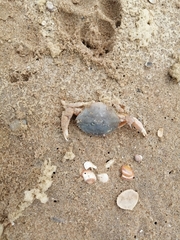 Liocarcinus holsatus