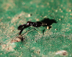 Cryptanusia