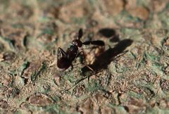 Cryptanusia