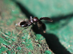 Cryptanusia