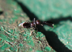 Cryptanusia
