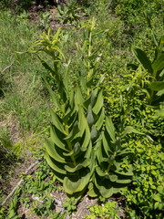 Veratrum californicum