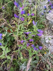 Echium vulgare