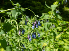 Mertensia paniculata