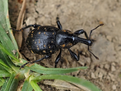 Liparus germanus