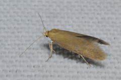 Crassa tinctella