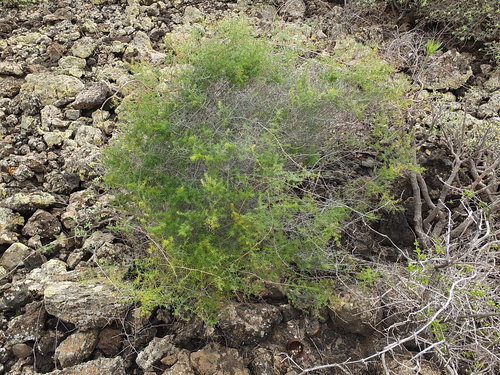 Asparagus nesiotes subsp. purpuriensis image