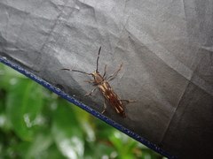 Thranius multinotatus