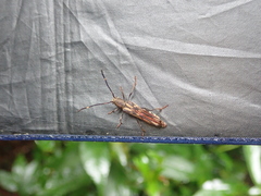 Thranius multinotatus