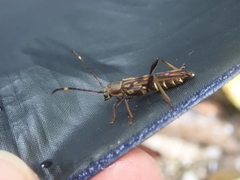 Thranius multinotatus