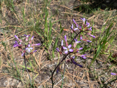 Boechera divaricarpa