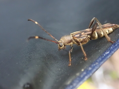 Thranius multinotatus