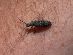 Priacma serrata