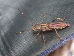 Thranius multinotatus