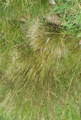 Festuca filiformis