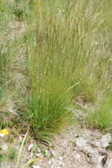 Festuca filiformis