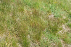 Festuca filiformis