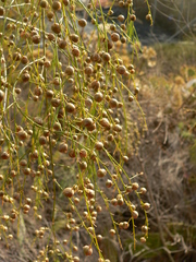 Asparagus plocamoides