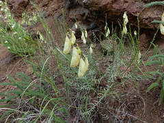 Astragalus cusickii