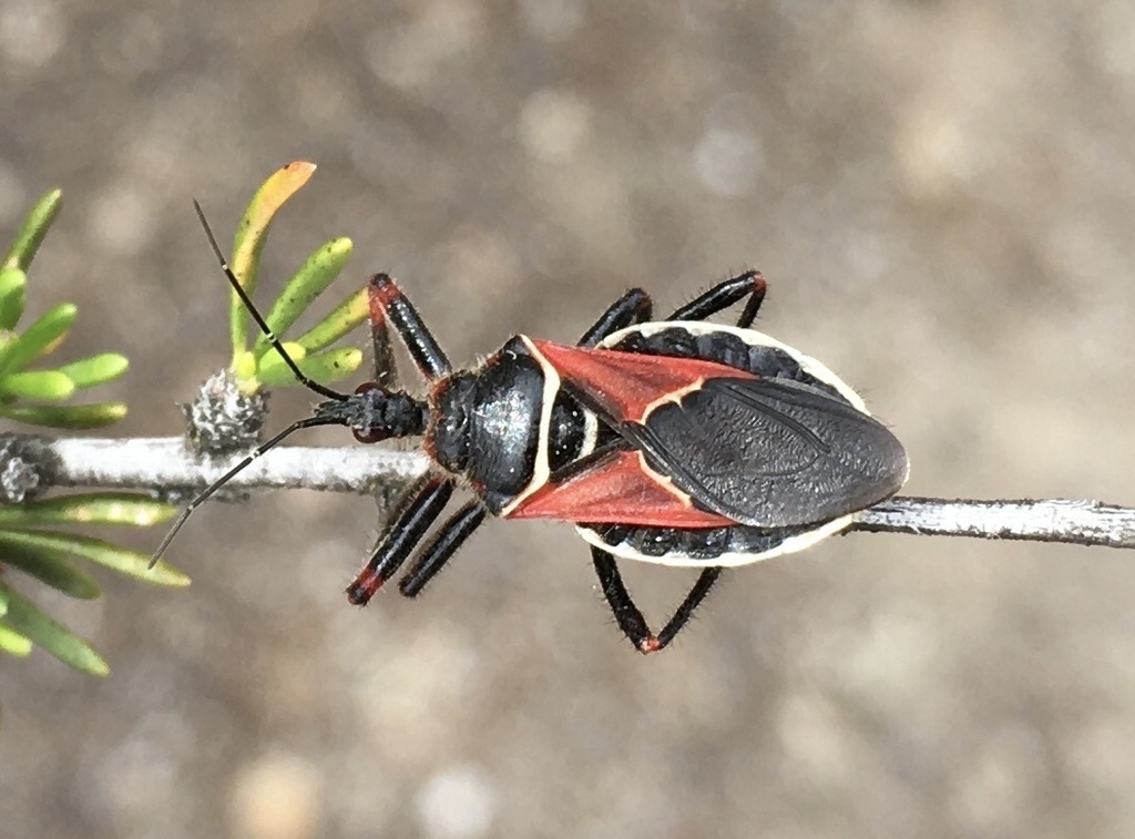 California Bee Assassin