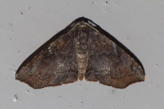 Achrosis euchroes