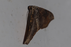 Achrosis euchroes