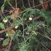 Asparagus umbellatus umbellatus - Photo (c) Sébastien SANT, some rights reserved (CC BY-NC), uploaded by Sébastien SANT