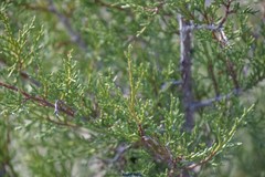 Juniperus thurifera