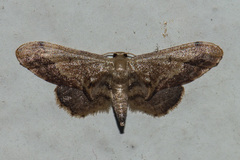 Idaea violacea