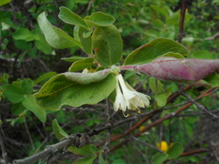 Lonicera caerulea baltica